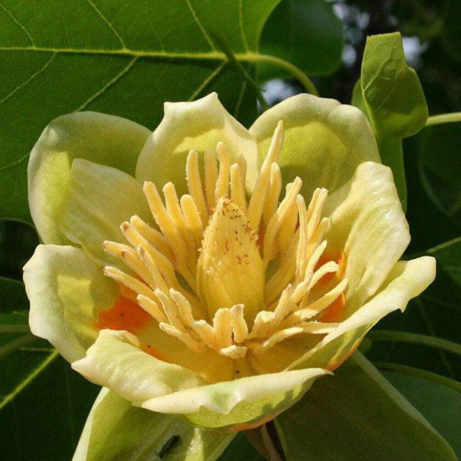 chiński Liriodendron chinense Tulipanowiec