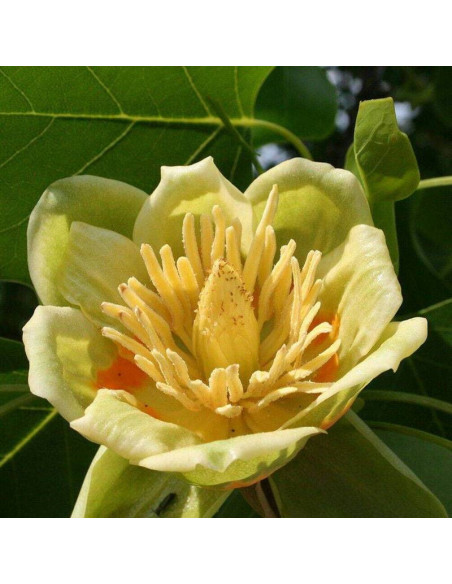 chiński Liriodendron chinense Tulipanowiec