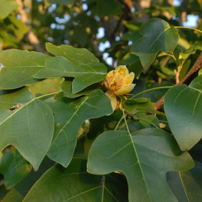 chiński Tulipanowiec  Liriodendron chinense