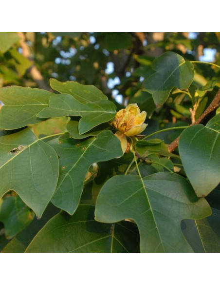 chiński Tulipanowiec  Liriodendron chinense