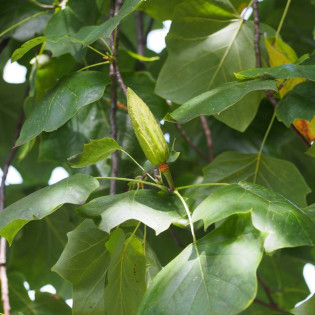 tulipanowiec amerykański Liriodendron tulipifera
