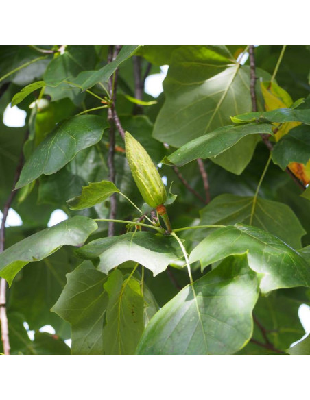 tulipanowiec amerykański Liriodendron tulipifera