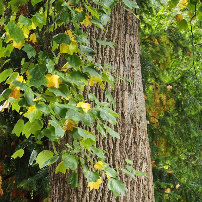 Liriodendron tulipifera tulipanowiec amerykański
