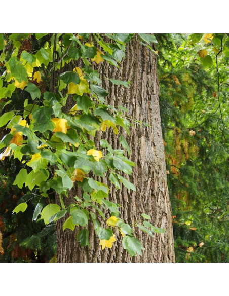 Liriodendron tulipifera tulipanowiec amerykański