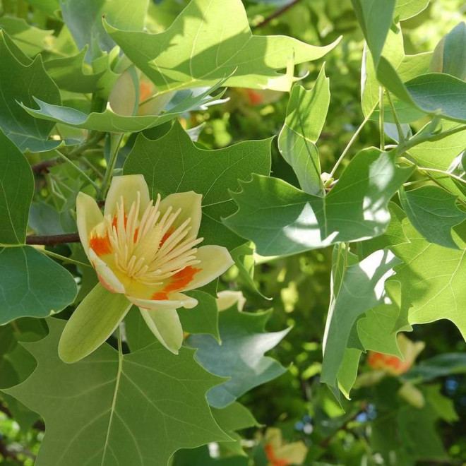 amerykański tulipanowiec Liriodendron tulipifera