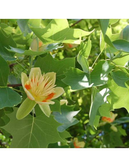 amerykański tulipanowiec Liriodendron tulipifera