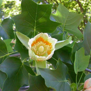 Tulipanowiec amerykański Fastigiata Liriodendron tulipifera