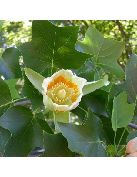 Tulipanowiec amerykański Fastigiata Liriodendron tulipifera