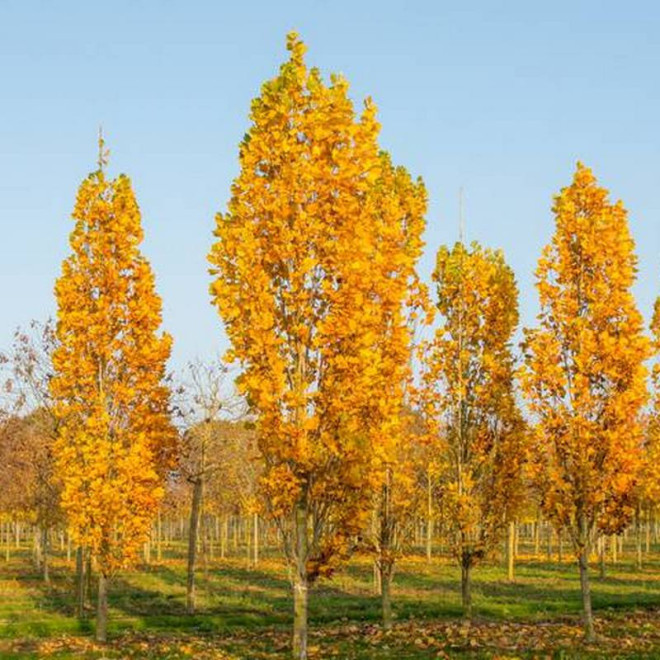 Fastigiata Liriodendron tulipifera Tulipanowiec amerykański