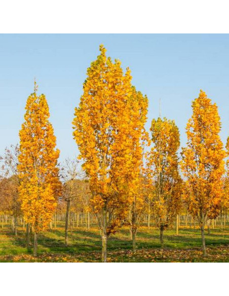 Fastigiata Liriodendron tulipifera Tulipanowiec amerykański