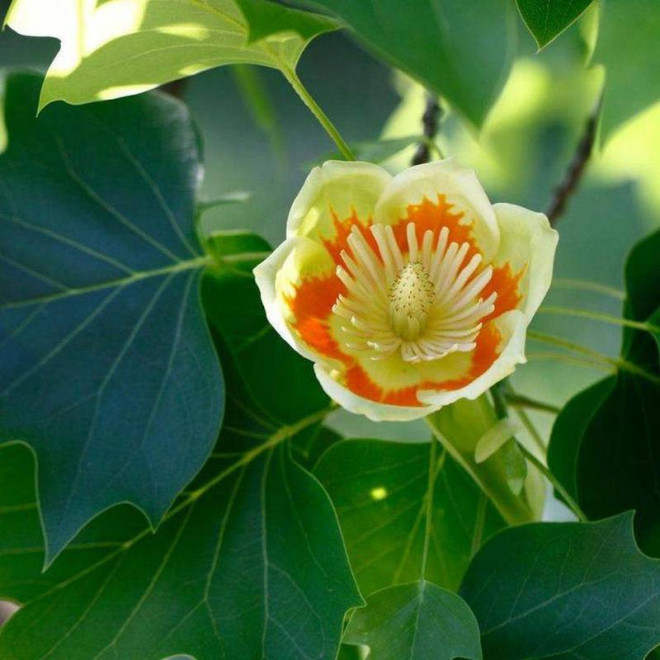 Tulipanowiec amerykański Liriodendron tulipifera Fastigiata