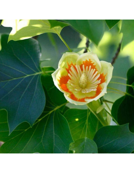 Tulipanowiec amerykański Liriodendron tulipifera Fastigiata
