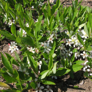 płożąca Prunus pumilia depressa Śliwa karłowa