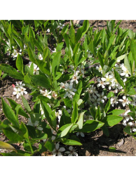 płożąca Prunus pumilia depressa Śliwa karłowa