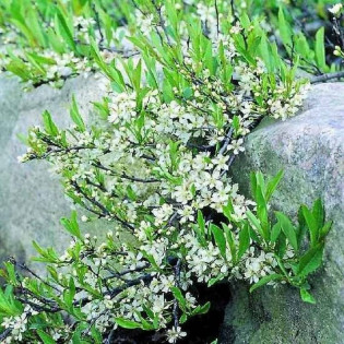 płożąca Prunus pumilia depressa Śliwa karłowa 2