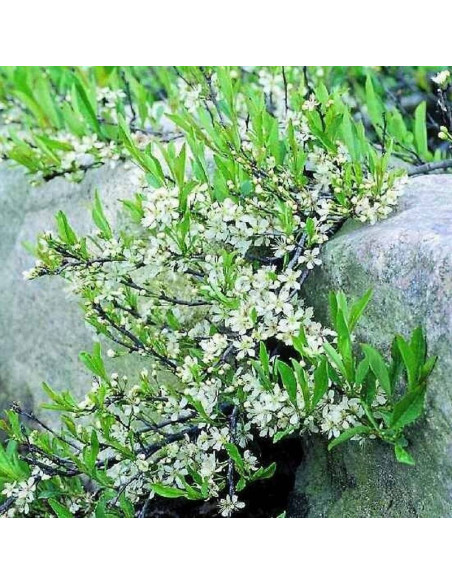 Śliwa karłowa płożąca Prunus pumilia depressa