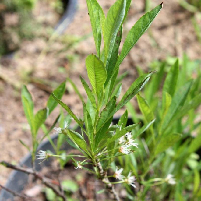 Śliwa karłowa Prunus pumilia depressa płożąca
