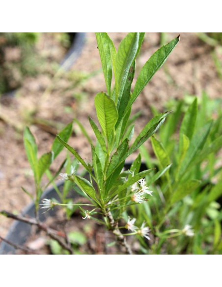 Śliwa karłowa Prunus pumilia depressa płożąca