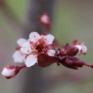 Prunus x cistena Śliwa dziecięca