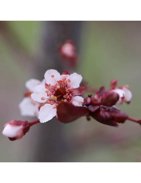 Prunus x cistena Śliwa dziecięca