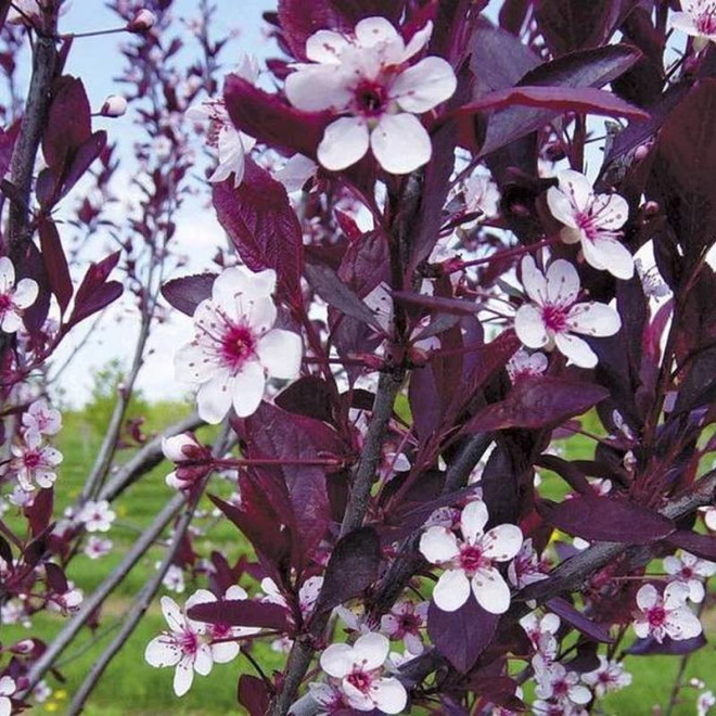Śliwa dziecięca Prunus x cistena