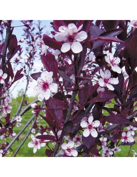 Śliwa dziecięca Prunus x cistena