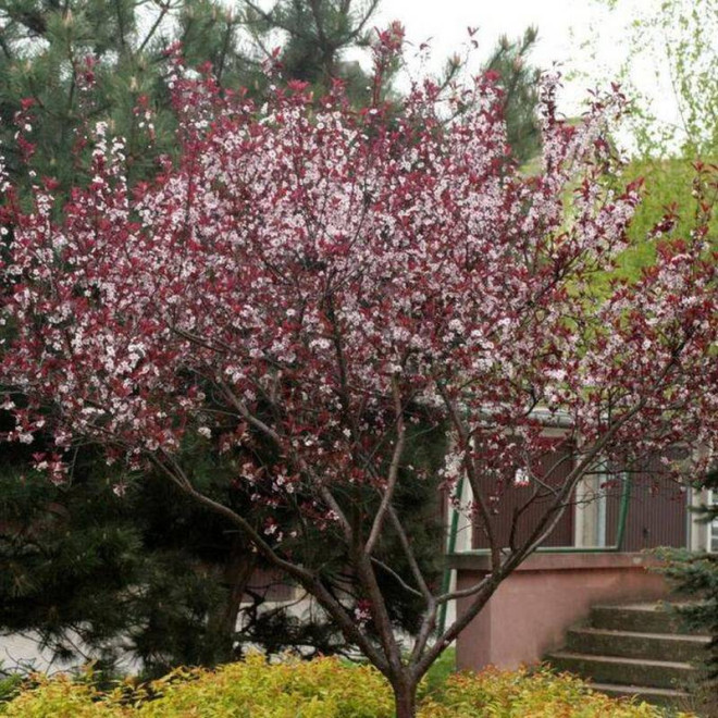 Dziecięca śliwa Prunus x cistena