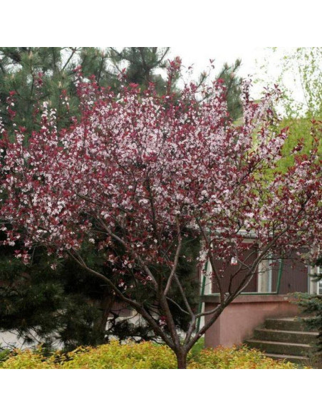 Dziecięca śliwa Prunus x cistena