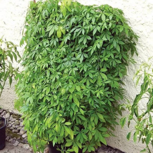 Jiaogulan Gynostemma Pentaphyllum Ziele Długowieczności