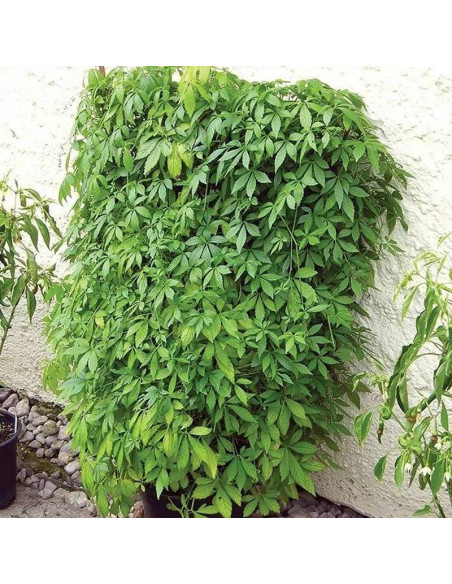 Jiaogulan Gynostemma Pentaphyllum Ziele Długowieczności