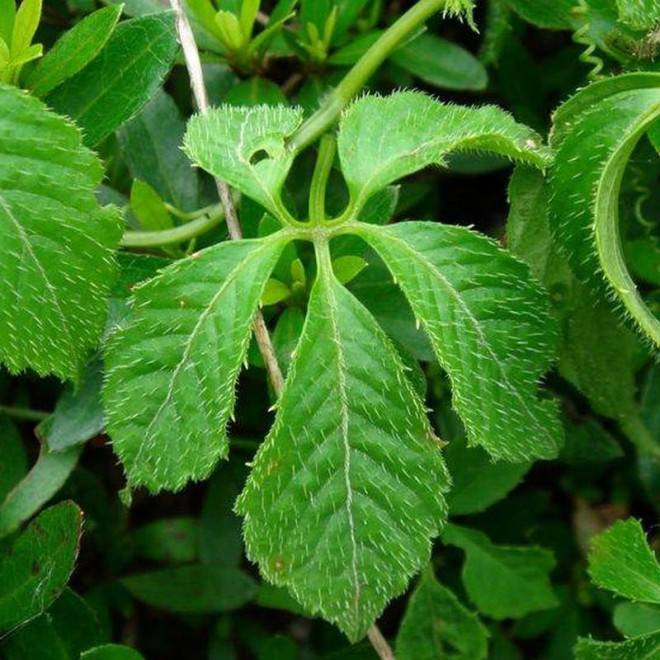 Ziele Długowieczności Jiaogulan Gynostemma Pentaphyllum