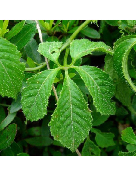 Ziele Długowieczności Jiaogulan Gynostemma Pentaphyllum