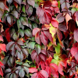 Parthenocissus inserta Winobluszcz pięcioklapowy zaroślowy