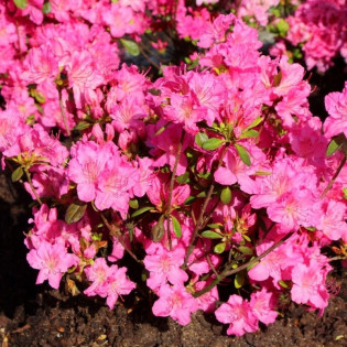 Azalia japońska Kirstin Rhododendron obtusum 2