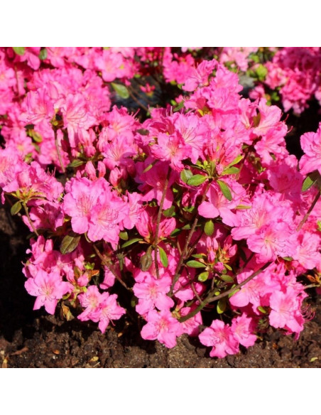 Azalia japońska Kirstin Rhododendron obtusum