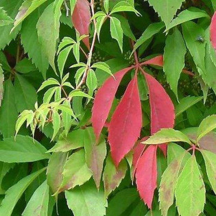 Parthenocissus inserta Winobluszcz pięcioklapowy zaroślowy 2