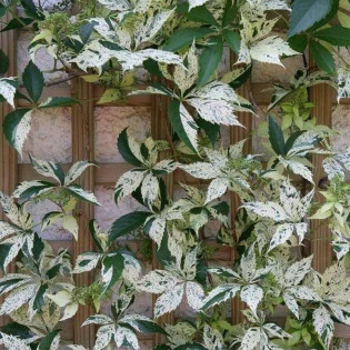 Winobluszcz pięcioklapowy Star Showers Parthenocissus quinquefolia