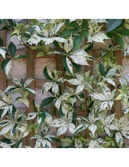 Winobluszcz pięcioklapowy Star Showers Parthenocissus quinquefolia
