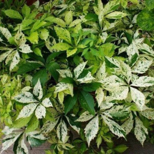 Winobluszcz pięcioklapowy Star Showers Parthenocissus quinquefolia 2