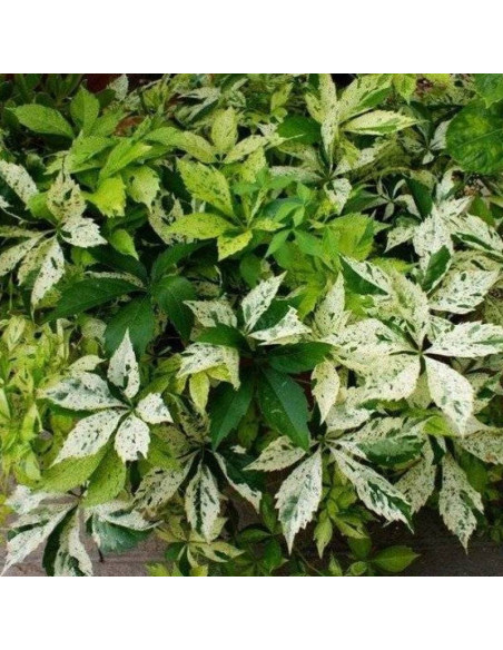 W Star Showers Parthenocissus quinquefolia inobluszcz pięcioklapowy