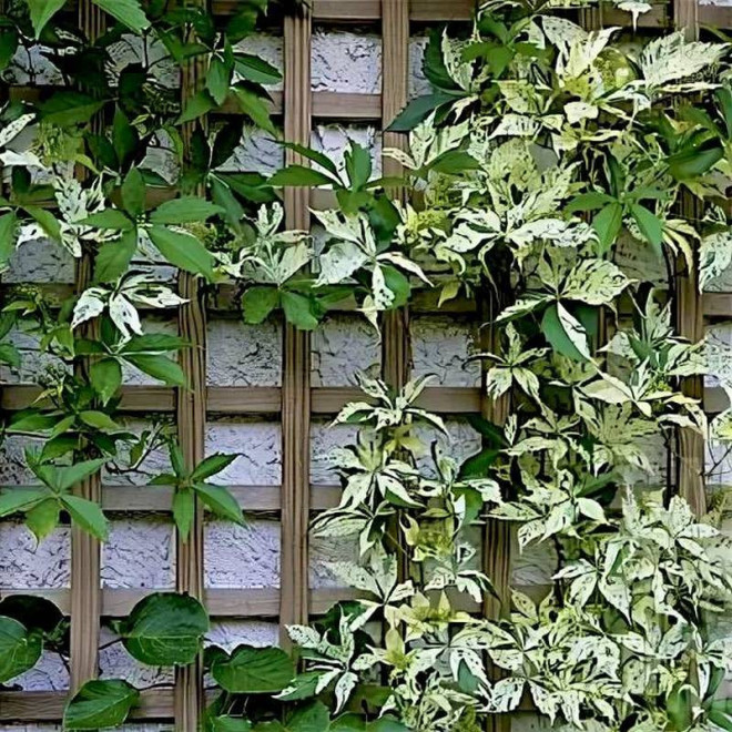 Winobluszcz pięcioklapowy Parthenocissus quinquefolia Star Showers