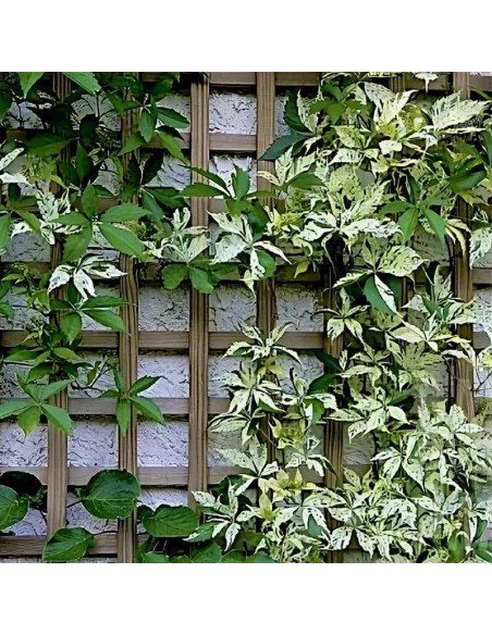 Winobluszcz pięcioklapowy Parthenocissus quinquefolia Star Showers