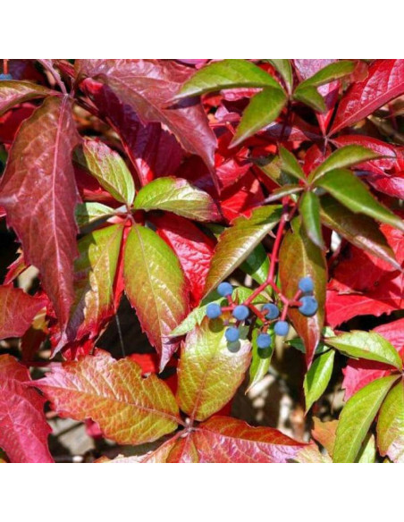 Winobluszcz pięcioklapowy Murorum Parthenocissus quinquefolia