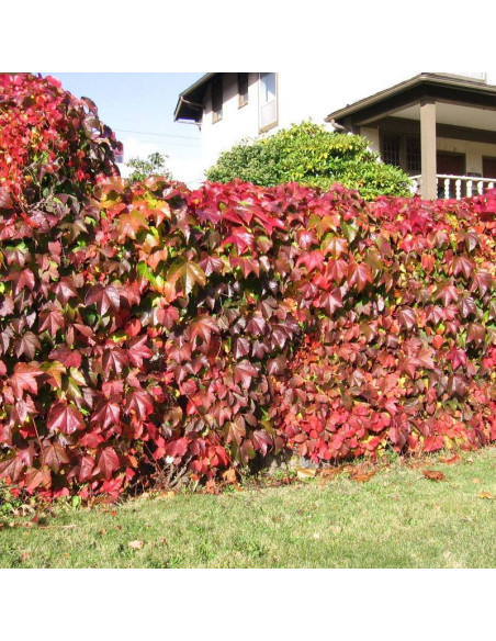 Murorum Parthenocissus quinquefolia Winobluszcz pięcioklapowy