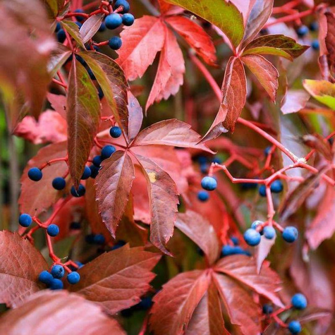 Winobluszcz pięcioklapowy Parthenocissus quinquefolia Murorum