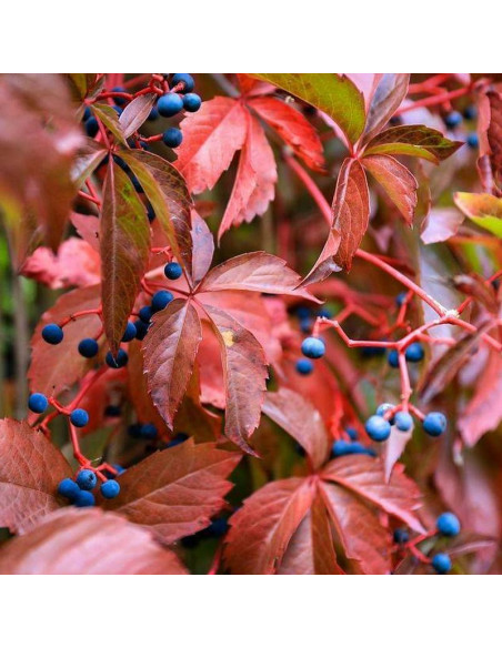 Winobluszcz pięcioklapowy Parthenocissus quinquefolia Murorum