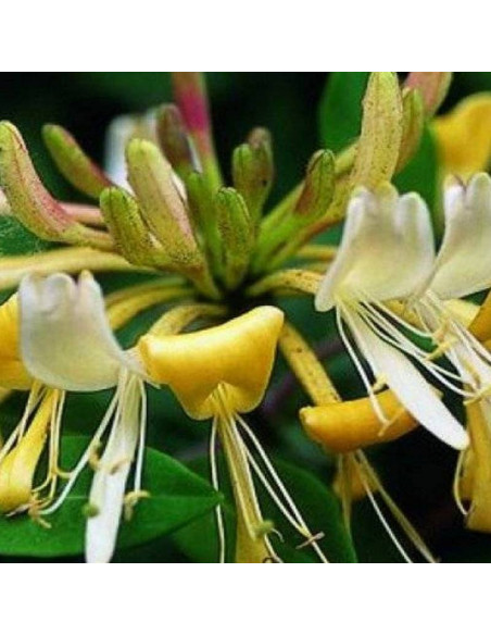 Wiciokrzew Przewiercień Lonicera Caprifolium