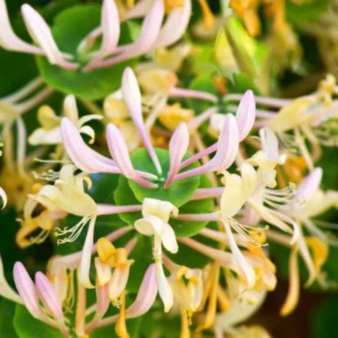 Lonicera Caprifolium Wiciokrzew Przewiercień