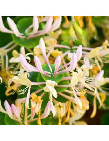 Lonicera Caprifolium Wiciokrzew Przewiercień