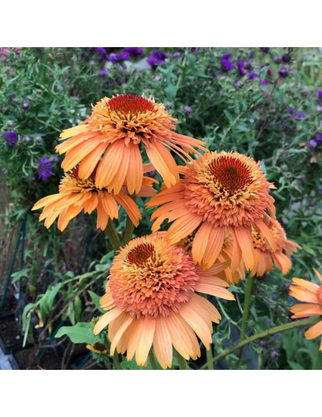 Jeżówka Supreme Cantaloupe Echinacea